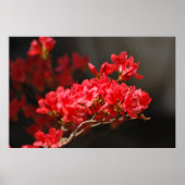 Red Azaleas en betekenis Poster (Voorkant)