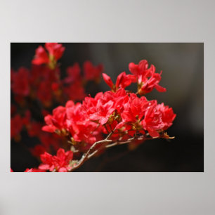 Red Azaleas en betekenis Poster