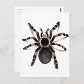 Red Banded Tarantula spider Briefkaart (Voorkant / Achterkant)