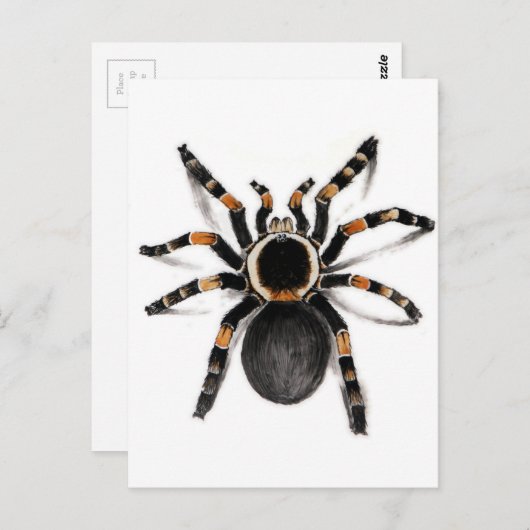Red Banded Tarantula spider Briefkaart (Voorkant / Achterkant)