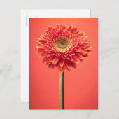Red Barberton Gerbera Daisy Flower Briefkaart (Voorkant / Achterkant)