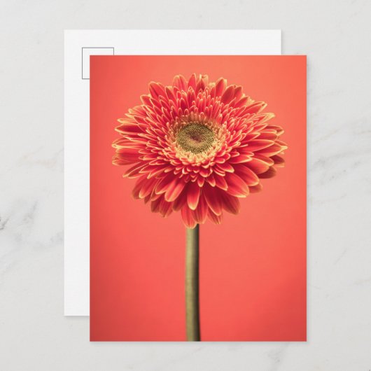 Red Barberton Gerbera Daisy Flower Briefkaart (Voorkant / Achterkant)