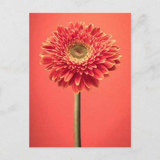 Red Barberton Gerbera Daisy Flower Briefkaart (Voorkant)