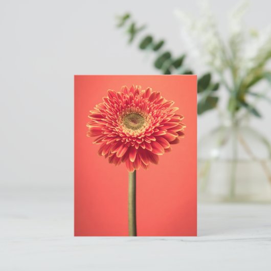 Red Barberton Gerbera Daisy Flower Briefkaart (Staand voorkant)