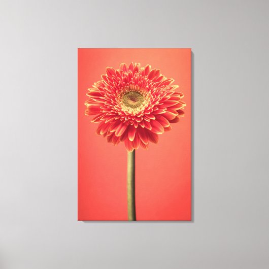Red Barberton Gerbera Daisy Flower Canvas Afdruk (Voorkant)