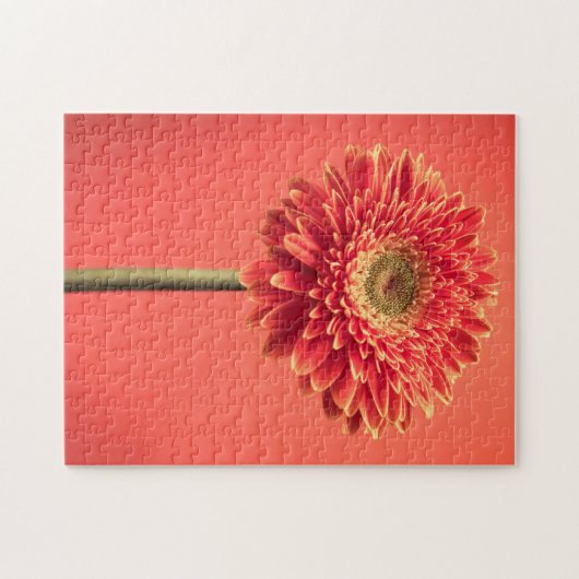 Red Barberton Gerbera Daisy Flower Legpuzzel (Horizontaal)
