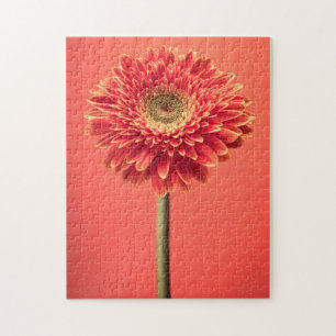 Red Barberton Gerbera Daisy Flower Legpuzzel