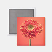 Red Barberton Gerbera Daisy Flower Magneet (Voorkant / Achterkant)