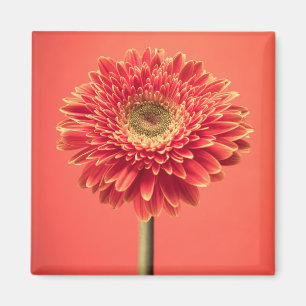 Red Barberton Gerbera Daisy Flower Magneet