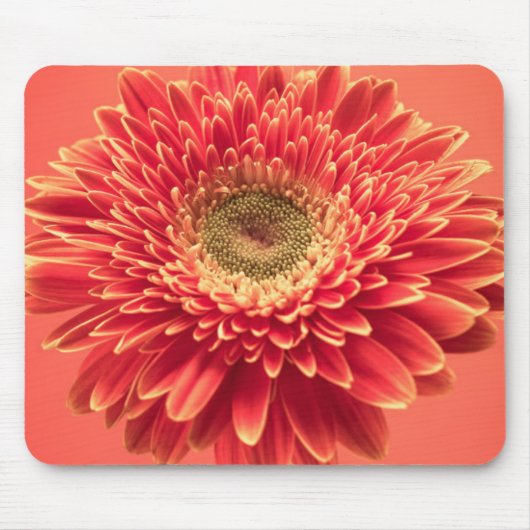 Red Barberton Gerbera Daisy Flower Muismat (Voorkant)