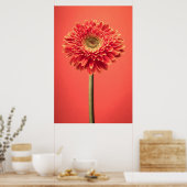 Red Barberton Gerbera Daisy Flower Poster (Keuken)