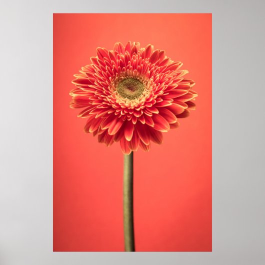 Red Barberton Gerbera Daisy Flower Poster (Voorkant)