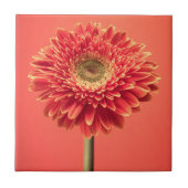 Red Barberton Gerbera Daisy Flower Tegeltje (Voorkant)