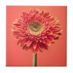 Red Barberton Gerbera Daisy Flower Tegeltje