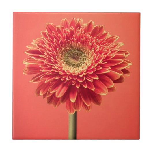 Red Barberton Gerbera Daisy Flower Tegeltje (Voorkant)