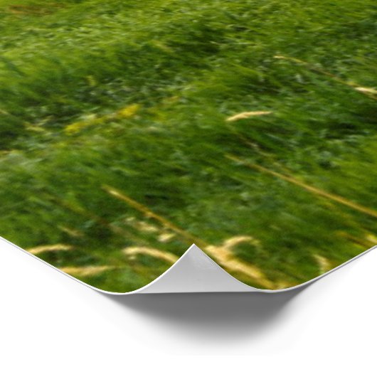 Red Barn, hay bales, Albion, Palouse Area 2 Poster (Hoek)