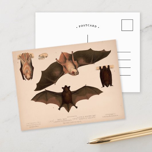 Red Bat, Little Brown Bat | Louis Prang & Co. Briefkaart