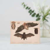 Red Bat, Little Brown Bat | Louis Prang & Co. Briefkaart (Staand voorkant)