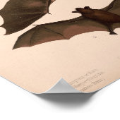 Red Bat, Little Brown Bat | Louis Prang & Co. Poster (Hoek)
