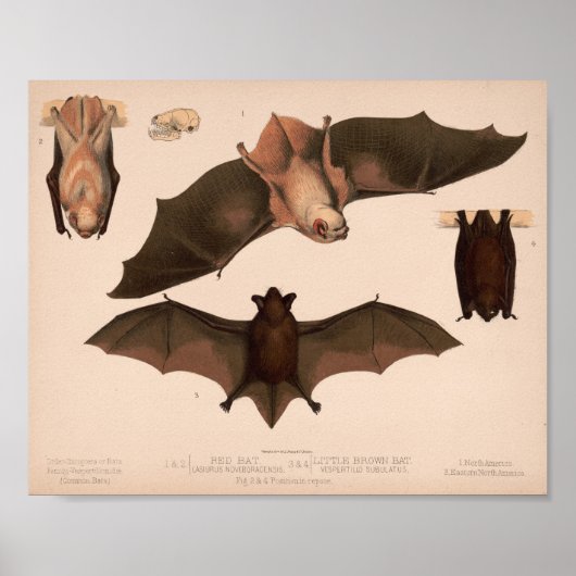 Red Bat, Little Brown Bat | Louis Prang & Co. Poster (Voorkant)