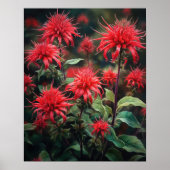 Red Bee Balm Flowers Art Print Poster (Voorkant)