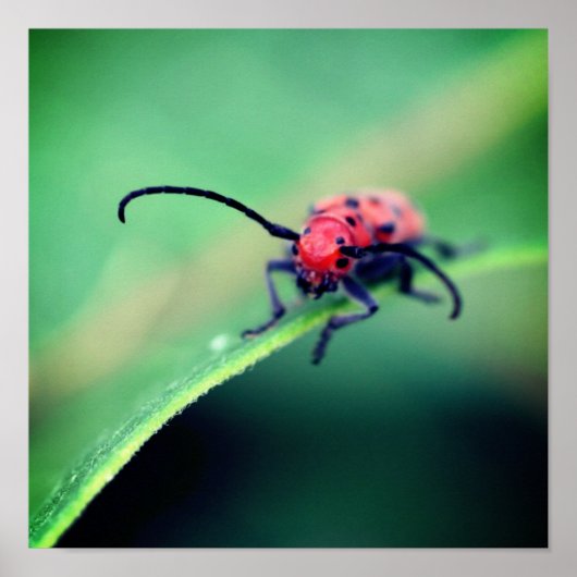 Red Beetle Insect Close Poster (Voorkant)