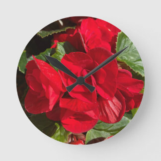 Red Begonia Hiemalis Ronde Klok