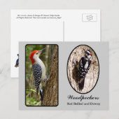 Red Bellied en Downy Woodpecker Briefkaart (Voorkant / Achterkant)