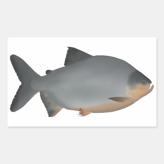 Red-bellied Pacu Rechthoekige Sticker (Voorkant)