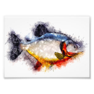 Red Bellied Piranha waterverf monster vis kunst Foto Afdruk