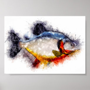 Red Bellied Piranha waterverf monster vis kunst Poster