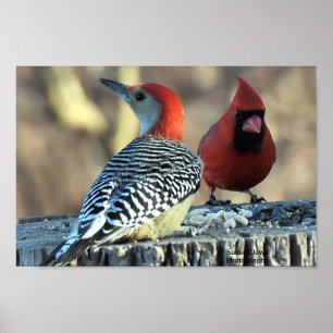 Red-Bellied Woodpeck en Rode Kardinaal Poster