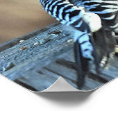 Red-Bellied Woodpeck en Rode Kardinaal Poster (Hoek)