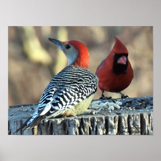 Red-Bellied Woodpeck en Rode Kardinaal Poster (Voorkant)