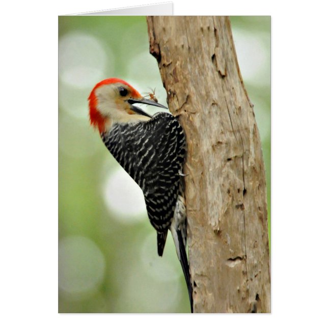 Red-Bellied Woodpecker (Voorkant)
