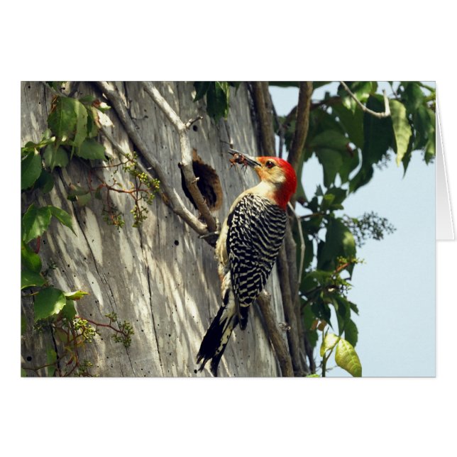 Red-bellied Woodpecker (Voorkant Horizontaal)