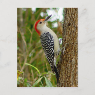 Red Bellied Woodpecker Bird Briefkaart