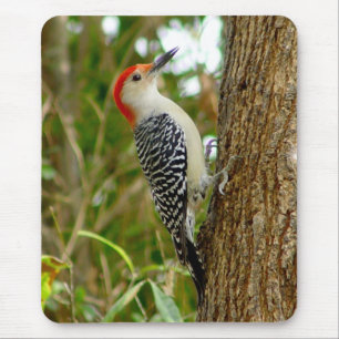 Red bellied Woodpecker Bird Mousepad Muismat