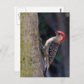Red-bellied Woodpecker Briefkaart (Voorkant / Achterkant)