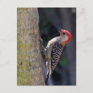 Red-bellied Woodpecker Briefkaart