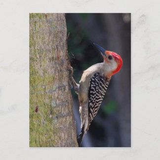 Red-bellied Woodpecker Briefkaart