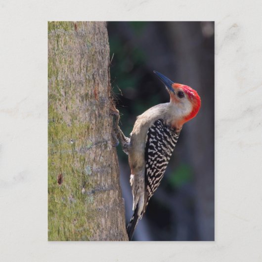 Red-bellied Woodpecker Briefkaart (Voorkant)
