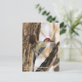 Red-bellied Woodpecker Briefkaart (Staand voorkant)