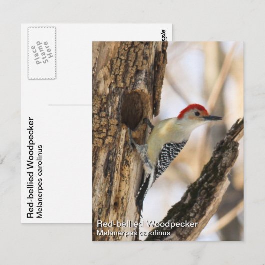 Red-bellied Woodpecker Briefkaart (Voorkant / Achterkant)