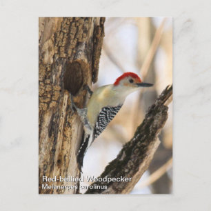 Red-bellied Woodpecker Briefkaart