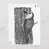 Red-bellied Woodpecker Briefkaart (Voorkant / Achterkant)