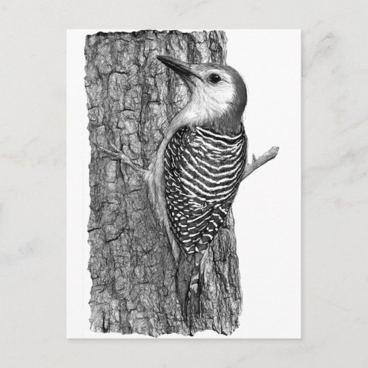 Red-bellied Woodpecker Briefkaart (Voorkant)