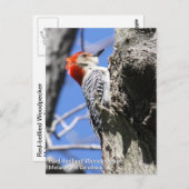 Red-bellied Woodpecker Briefkaart (Voorkant / Achterkant)