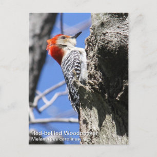 Red-bellied Woodpecker Briefkaart