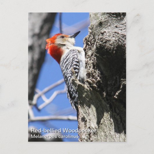 Red-bellied Woodpecker Briefkaart (Voorkant)